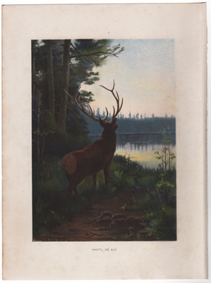 WAPITI, OR ELK